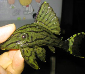 哥伦比亚绿皮皇冠豹异形鱼,哥绿异型鱼,哥白异型鱼底栖鱼工具鱼