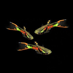 tb4824183127淘宝安格拉斯鱼熊猫双剑精灵孔雀凤尾胎生繁殖热带观赏