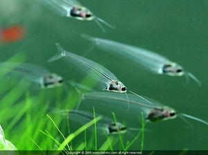 玻璃猫鱼龙须猫鱼,群游好热带鱼活体观赏鱼灯鱼透明鱼胆小可混养