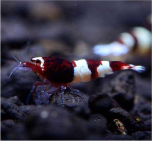 酒红水晶虾活体观赏虾水晶虾宠物虾除藻虾草缸混养虾1.5-2厘米