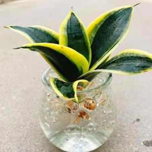 虎皮兰荷花兰水培植物室内盆栽绿植花卉客厅办公除甲醛花四季好养