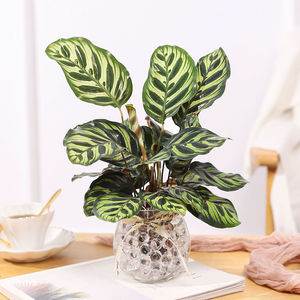 孔雀羽水培植物室内绿植花卉好养水养花草盆栽竹芋客厅花孔雀芋