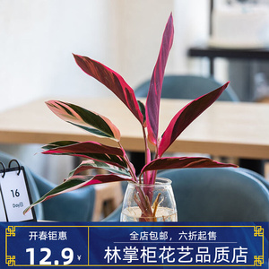 观叶凤凰羽水培植物室内绿植花卉盆栽鸭掌木吉祥草好养客厅窗台