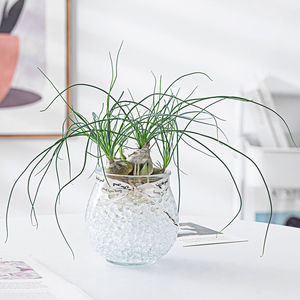 九品香水兰花卉酒瓶兰水培植物室内驱蚊净化空气盆栽常绿四季好养