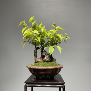 野蓝莓老桩盆景 乌饭树 盆栽观花观果一物一拍室内外阳台花卉包邮