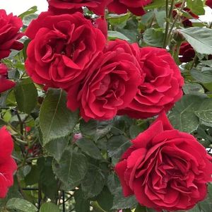 御用马车爬藤月季苗大花红色庭院爬墙四季玫瑰藤本蔷薇浓香植物