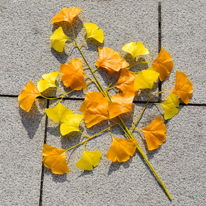 黄色银杏叶双色单支塑料过胶银杏假叶子树枝秋冬户外大树装饰叶子