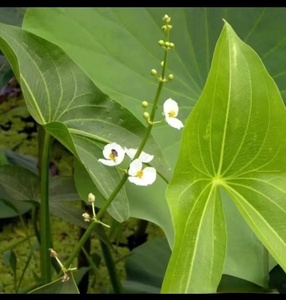 水生茨菇苗慈菇种白茨菰水培植物水草鱼缸池塘净化种球花卉燕尾草