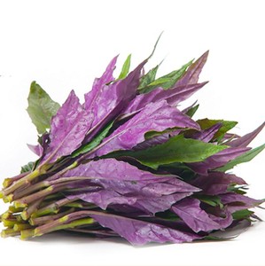 紫背菜种子 天葵蔬菜种子观音菜血皮菜野生菜保健蔬菜