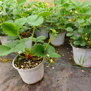 草莓苗种植四季盆栽室内植物巧克力红颜草莓秧家庭阳台食