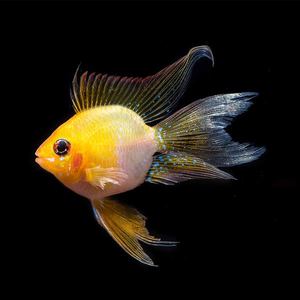 精选长尾金波子鱼活体观赏鱼淡水小型热带鱼活体小型鱼草缸鱼