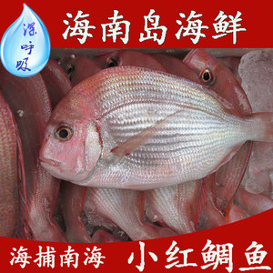 海南海鲜/深海野生鲜活海鱼红加吉鱼红鲷鱼/红立鱼三亚海鲜包邮