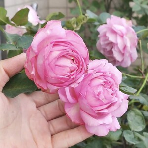伊芙魂之香水月季花苗粉红色大花浓香勤花多季节开花阳台庭院盆栽