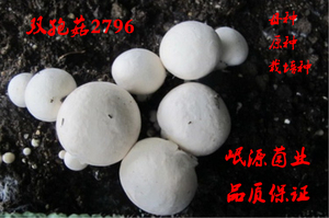 双孢菇菌种双孢菇母种一级试管菌种斜面培养基二级种栽培种母种子