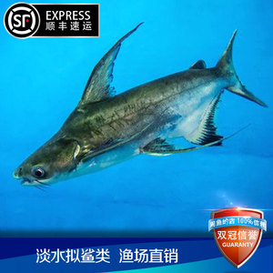 成吉思汗鲨高鳍虎头鲨淡水大白鲨鱼球鲨白子蓝鲨热带鱼观赏鱼包活