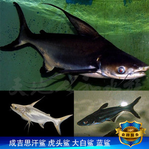 成吉思汗鲨高鳍虎头鲨淡水大白鲨鱼球蓝鲨白子热带鱼观赏鱼包活体