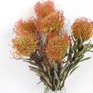 干花针垫天然真花装饰插花北欧ins自然风云南火焰兰摆设拍摄道具