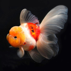 狮金鱼活体观赏鱼水族宠物包邮活淡冷水鱼百褶招财风水鱼网购ren生