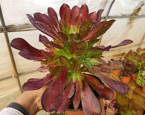 真仙园 多肉植物法师类 花纳锦法师手捧花 基地直销 办公室阳台