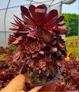 真仙园 法师类 红铜壶法师 多肉植物 多肉绿植 一物一拍基地直销