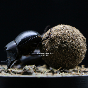 【前行】屎壳郎推粪球微景观生态标本玻璃罩摆件收藏大苏昆虫礼物