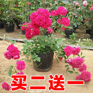 甜蜜红木香黄木香花苗浓香甜密庭院四季攀爬植物开花很香的盆栽花