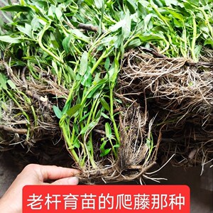 藤空心菜苗