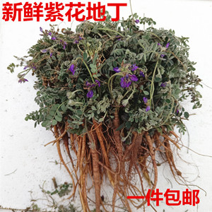 新鲜紫花地丁甜地丁全草 萝卜地丁 少花米口袋种子小苗中草药