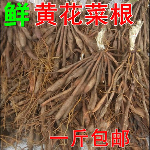 正宗野生新鲜黄花菜根 金针花菜根 苗金针菜种子苗根