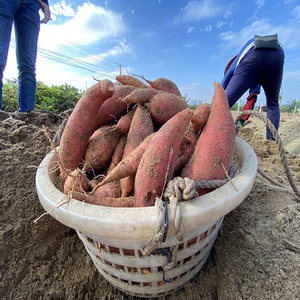 现挖现发福建六鳌蜜薯西瓜红农家自种新鲜红薯九斤中大果超甜地瓜