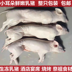 生鲜乳猪