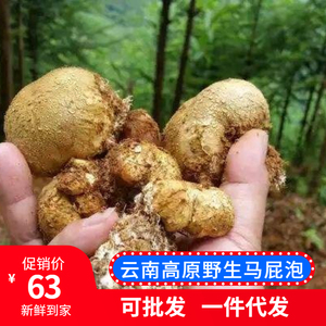 云南新鲜野生菌马皮泡临沧特产地馒头马屁泡菌马蹄包孕妇儿童食用