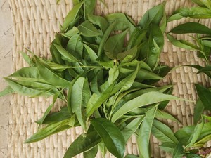 新鲜野生桃叶 桃树叶 桃树嫩叶桃树枝叶下单现采煮水洗澡包邮中药