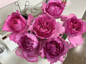 伊芙花环月季花 玫瑰 灌木多季勤花浓香 阳台庭院花园盆栽根接苗