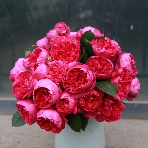 【云梦花园】双人芭蕾月季花苗灌木多季勤花大花阳台花园盆栽花卉