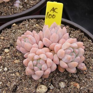 满百包邮 粉蔓 子持白莲多肉植物一物一拍 群生易散开 去土变散群