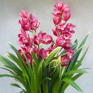 四季建兰浓香型金边艺中国龙西施香妃兰花盆栽花卉植物茶几美观