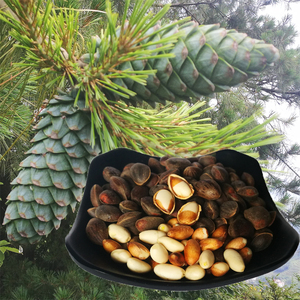 没有加工过的生松子青松子松鼠吃的松子树种子发芽食用diy盆景
