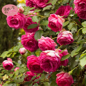 深粉龙沙宝石庭院爬藤玫红龙沙宝石2加仑营养土带盆发货