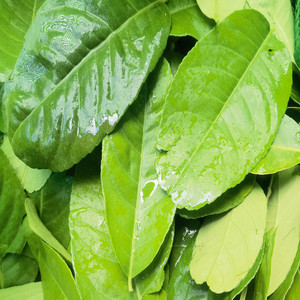 新鲜柠檬叶纯叶500g泰国冬阴功汤料西餐调味料奶茶店佐