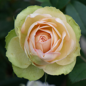 【画城园艺】熏子玫瑰 月季 日月 灌木切花包子 老园丁