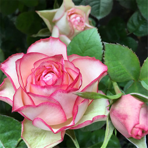 旋转木马月季苗