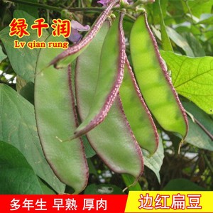 边红二号扁豆种子紫眉豆籽阳台庭院盆栽种植早熟高产四季蔬菜种孑