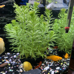 粉绿狐尾藻水草苗水生植物养殖鱼龙虾池塘缸河道绿造景净化水质