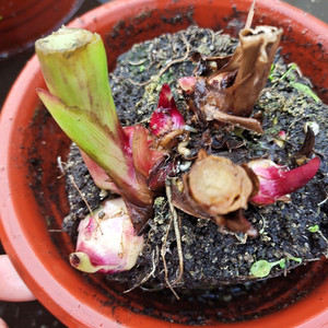 美人蕉根块-淘宝拼多多热销美人蕉根块货源拿货 - 阿里巴巴货源