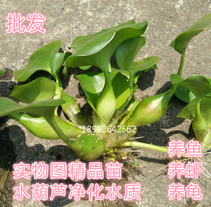 水葫芦苗池塘景观水培植物花卉凤眼莲养殖净化水质水生草盆栽绿植