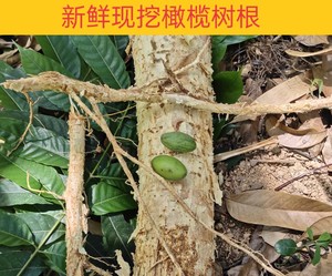 潮汕百年老树龄橄榄树根 新鲜青橄榄根 青果树根 白榄树根500g