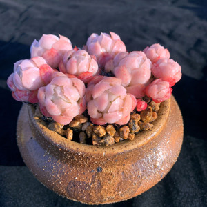 胭脂 韩货 贝瑞老桩群生 云南昆明奇妙多肉植物组合盆栽 满百包邮