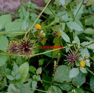 野 黄花三叶鬼针草粘人草豆渣菜盲肠草种子 中草药种子