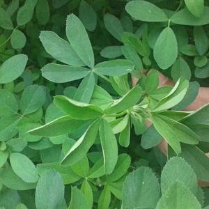 紫花苜蓿草种子牧草蜜源牛羊鱼草饲料 宠物爱吃苜蓿草芽苗菜 种籽